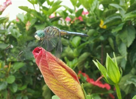 Dragonfly On Hibiscus Hibiscus Animals Dragonfly