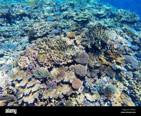 Coral reef off the coast of Gee island in Ouvea lagoon, Loyalty Islands ...