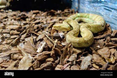 Bothrops Insularis Snake Known As The Golden Lancehead Endemic To