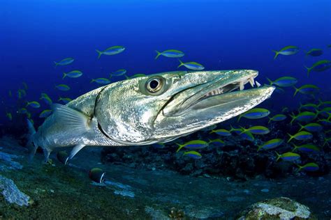 Barracuda Fish: Habitat, Diet, Life Cycle and Facts - FishOnTips