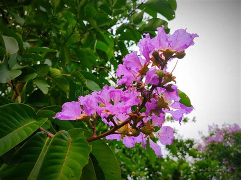 Most Spectacular Flowers of the Pride Tree of India . Stock Image ...