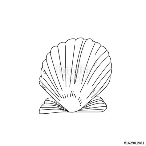 Scallop Shell Sketch At Explore Collection Of