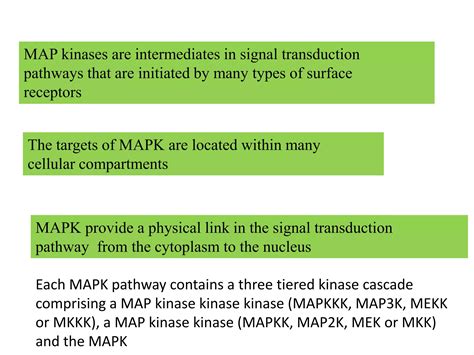 MAPK pathway, | PPT