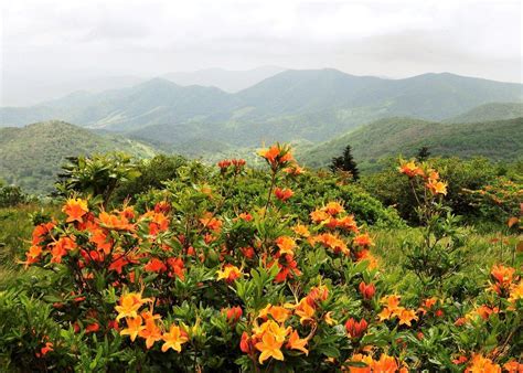 Hidden Flame Azalea Glades Of Tennessee's Roan Mountain | TouristSecrets