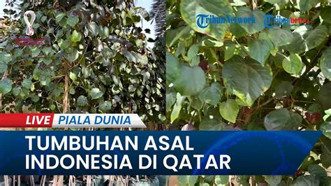 PIALA DUNIA 2022 Ternyata Ada Tumbuhan Asal Indonesia Di Lahan