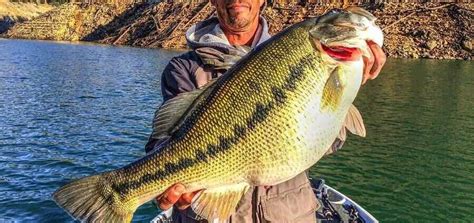 Major Differences Spotted Vs Largemouth Bass