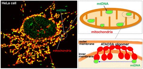 New insights into mitochondrial nucleoid dynamics | Asia Research News