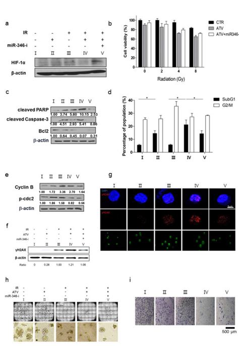 Atorvastatin And Mir 346 Regulated The Radiosensitivity Of Raji Cells