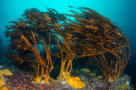 Exploring Oceanas Expeditions In Chiles Humboldt Archipelago Oceana