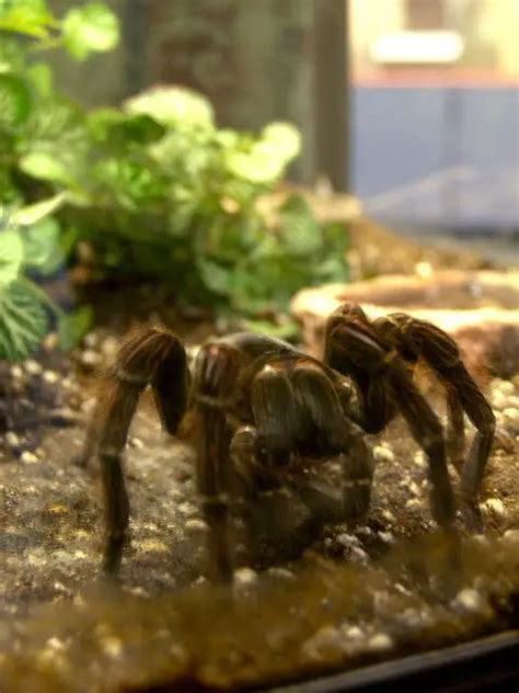 Goliath Bird Eating Tarantula (Theraphosa blondi) - Tarantula Friendly