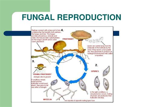 Ppt Kingdom Fungi Powerpoint Presentation Free Download Id1699735