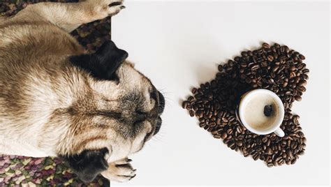 Coffee and Dogs: 3 Coffee Companies Who Support Dog Rescues