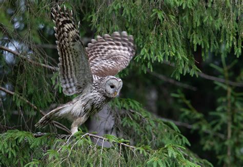 Bird Watching In Estonia-Ural Owl - Estonian Wildlife Tours