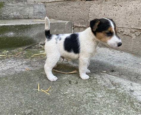 V Nd Pui Fox Terrier Tricolor Oradea Olx Ro