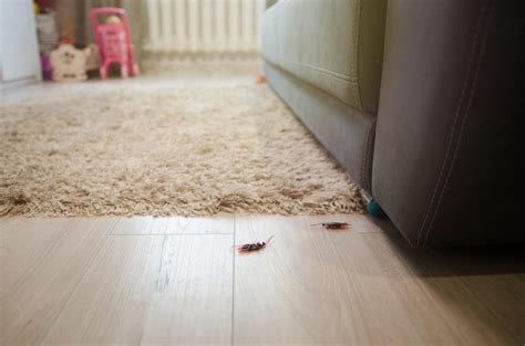 The Unseen Threat: How Cockroach Droppings Impact Your Health