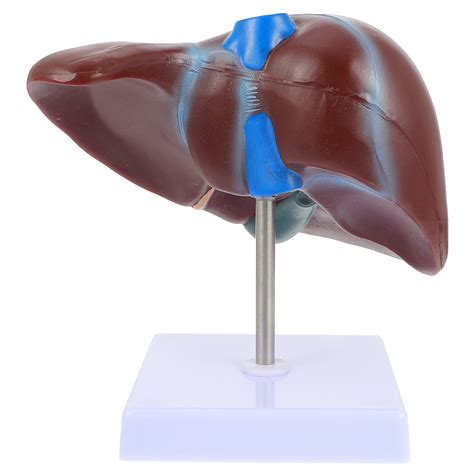 Liver Anatomical Model Models Human Liver Model Display Medical Liver