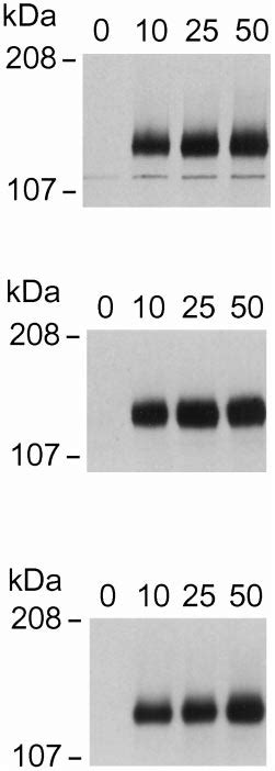 Ngf Induced Dose Response Of Trka Autophosphorylation Nih T Cell