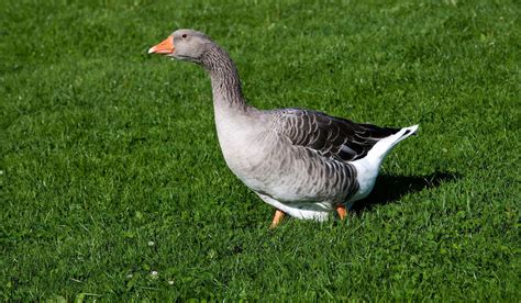 Toulouse Goose Breed Profile Farmhouse Guide