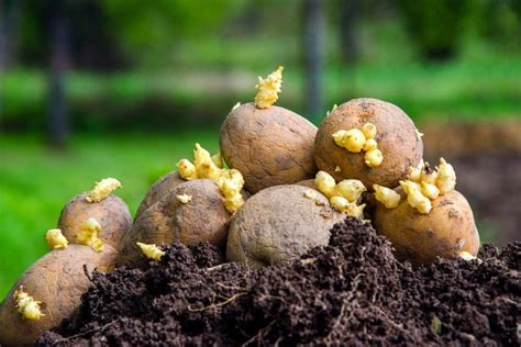 Gekeimte Kartoffeln Pflanzen Werfen Sie Sie Nicht Weg So Gelingt Der