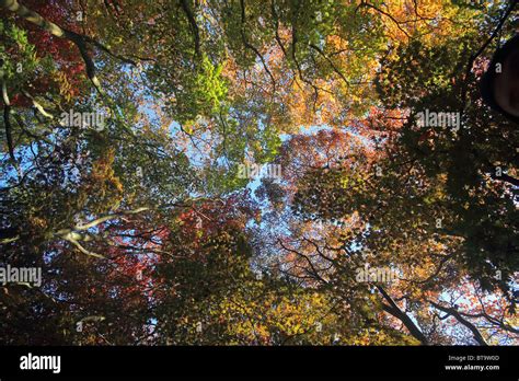 Canopy Colours Hi Res Stock Photography And Images Alamy