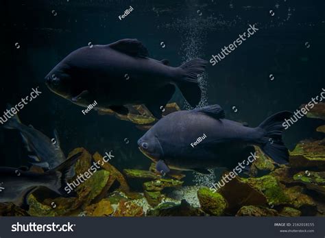 Black Pacu Fish Giant Piranha Aquarium Stock Photo 2162018155 ...