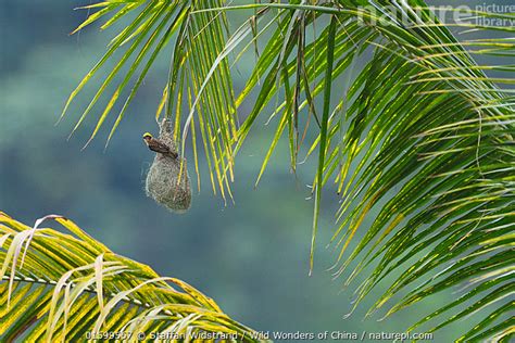 Stock Photo Of Baya Weaver Ploceus Philippinus On Its Nest In