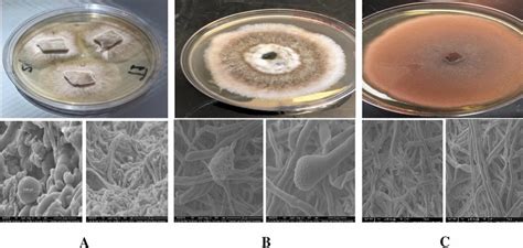 The Colony Characteristics In Pda Plates And Under Sem Of The Three