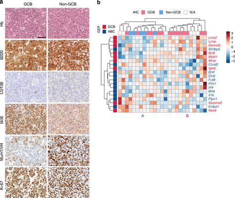 Characterization And Classification Of Dlbcls From Ipb Mice A