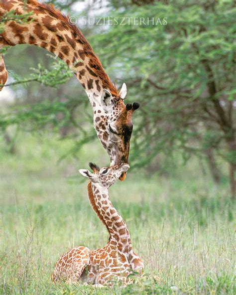 Mom and Baby Giraffe Photo - Baby Animal Prints by Suzi