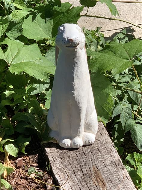 can rabbit hiding at home 1