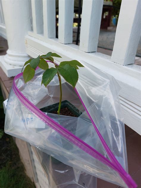 how to plant cuttings from roses