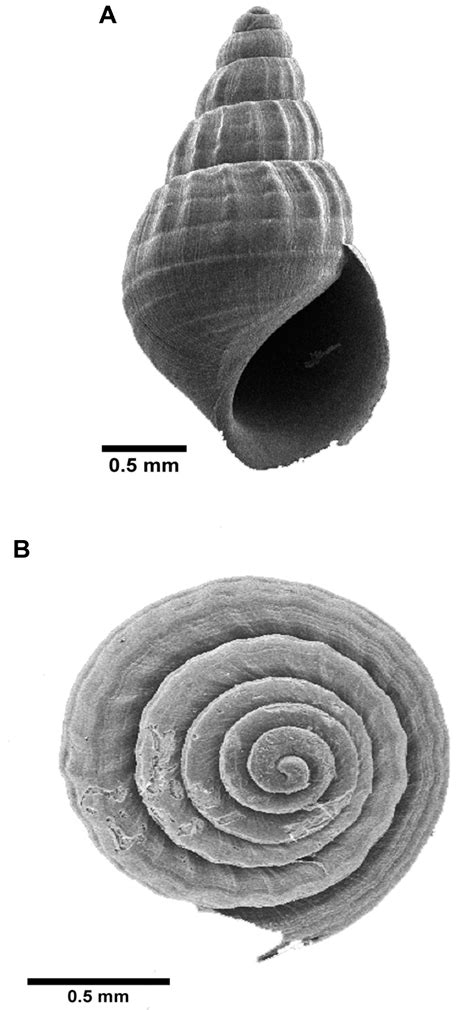 Figure 1 From The Morphology And Ontogenetic Of Tarebia Granifera Lamarck 1822 From Indonesia