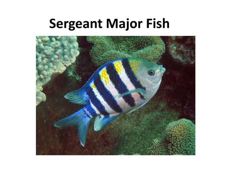 PPT - Sergeant Major Fish PowerPoint Presentation, free download - ID ...