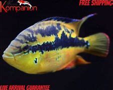 Salvini Cichlid |Cichlasoma salvini | Nandopsis salvini for Sale: Size ...