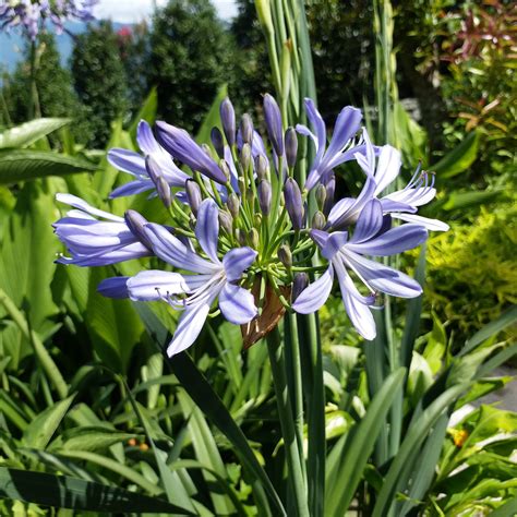 Agapanthus 'Praecox' – myBageecha