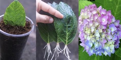 Growing Hydrangeas From Cuttings Is An Enjoyable And Rewarding Process