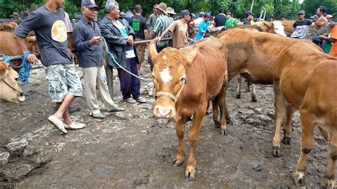 Update Harga Sapi Bakalan Terbaru Hari Ini Pasar Sapi Wage Pare Kediri