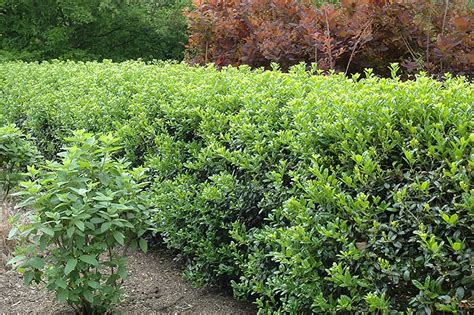 Dwarf Burford Holly Shrub | Calloway's Nursery