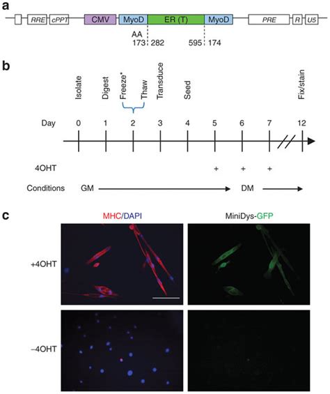 Conversion Of The Dermal Cell Population DFb Into The Myogenic