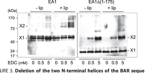 Figure From Single Point Mutation In Bin Amphiphysin Rvs Bar