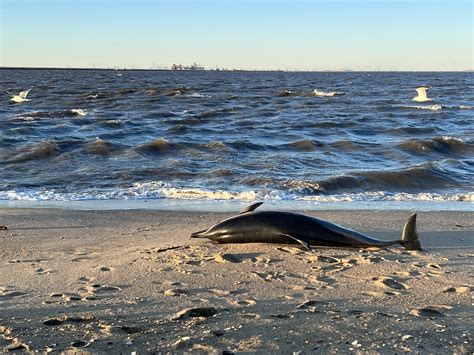 6th dead dolphin washes up at New Jersey marina | New York Post