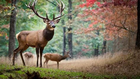 Arkansas Deer Season Dates Galina Cornela