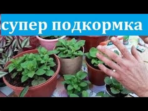 ПОДКОРМКА ДЛЯ ПЕТУНИИ для ЦВЕТЕНИЯ И РОСТА чем подкормить петунию - YouTube