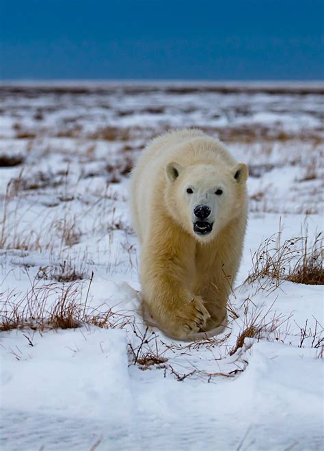 Walking Polar Bear • Marko Dimitrijevic Photography