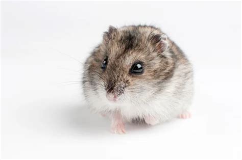 Adorable hamster eating fat. — Stock Photo © akvafoto2012 #98086032