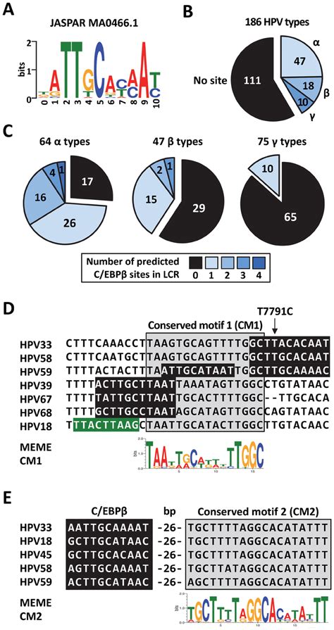 Prediction of C EBPβ binding sites in the LCRs of 186 HPV types A