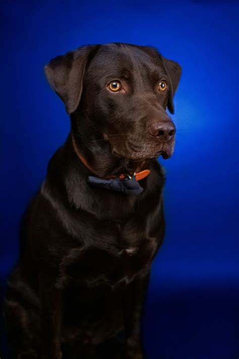 Black labrador retriever puppy in close up photography photo – Free Dog
