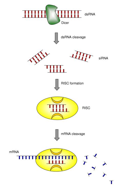 Mechanism of RNA interference (RNAi) | Download Scientific Diagram