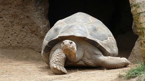 La Ciencia Desvela Por Qu Las Tortugas Viven Tanto