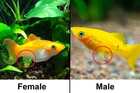 Molly Fish Types